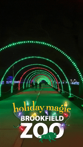 Lightshow Holidaymagic GIF by Brookfield Zoo