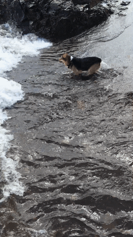 TheStaticAge cute water fail wave GIF