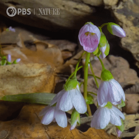 Explore Pbs Nature GIF by Nature on PBS