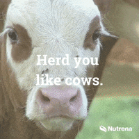 Cow Beef GIF by Nutrena Feed