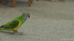 parrot sings Cops theme