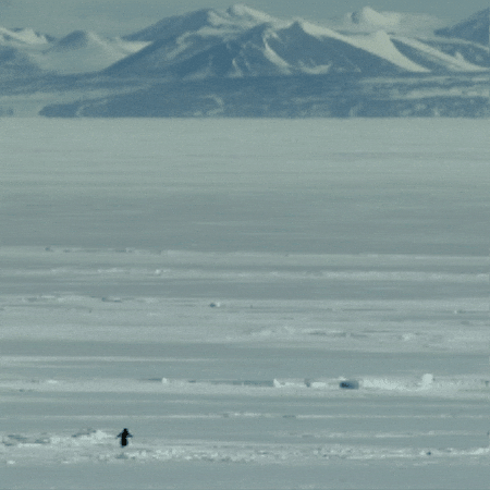 Penguin Mountain GIF