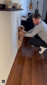 Dedicated Dog Dad Measures Pooch's Height Against Wall