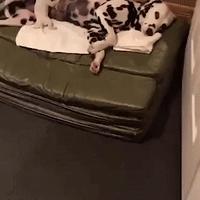 Puppy Jams Out While Suckling