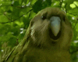 Wildlife gif. Yellow-green parrot moving its head in a circle, like it's dancing.