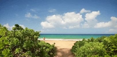 Hawaii GIFs - Find & Share on GIPHY