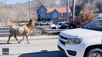 Elk and Safety: Herd Halts Traffic at Great Smoky Mountain National Park