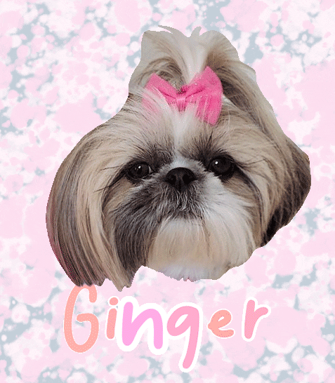 Dog Pink GIF
