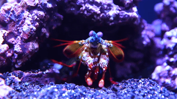 mantis shrimp GIF