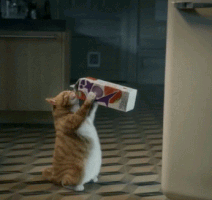 cats eat GIF