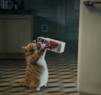 Cats Eat GIF - Find & Share on GIPHY