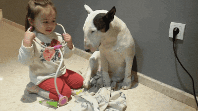 Bull Terrier Dog GIF - Find & Share on GIPHY