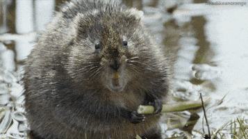 Chomping Water Vole GIF
