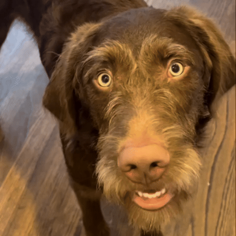Puppy GIF