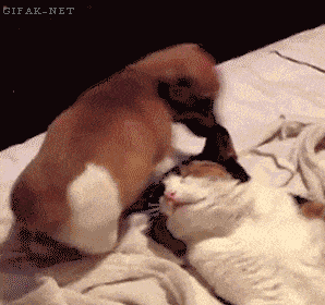 giphy.gif?cid=ecf05e475a6d7cdca3acdc3bab