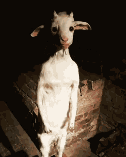 Scared Goat GIF by Frize
