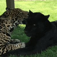 Cat Jaguar GIF