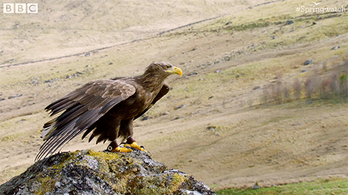 Image result for eagle gliding gif