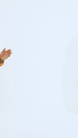 200.gif?cid=fc005b08b2d144c7ffa6b650f7bbc9914c75cf46a8f1c189&rid=200.gif&ct=g