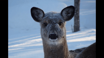 Winter Deer GIF