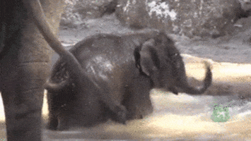 excited baby animal GIF