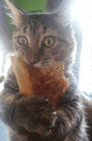 Pizza Cats GIF