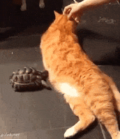 Cats Turtle animated GIF