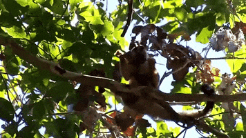 monkey snacking GIF