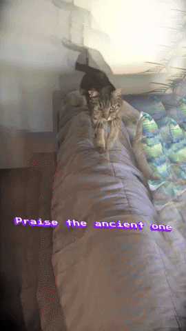 TheOdiecat cat odie oodle odiecat GIF