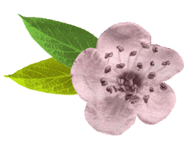 Blossomwatch Sticker by National Trust