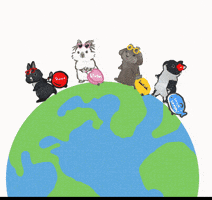 うさぎ 旅行 GIF