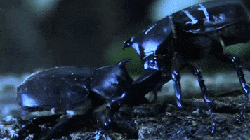 beetles GIF by Science Friday