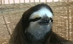 giphy.webp