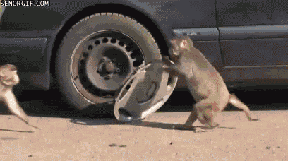 animal stealing from car gif