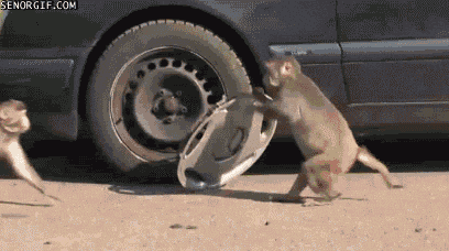 Monkey-calculator GIFs - Get the best GIF on GIPHY