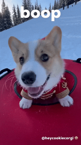 Dog Puppy GIF