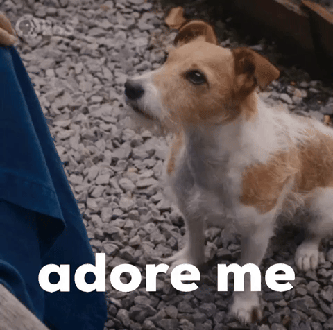 Dog GIF