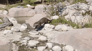 European Otter Running GIF by Korkeasaari Zoo