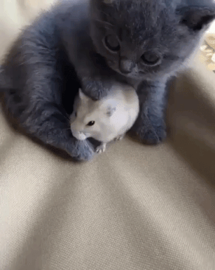 Cat And Mouse GIFs - Get the best GIF on GIPHY