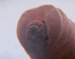 Tardigrade GIFs - Find & Share on GIPHY
