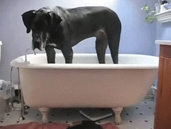 Dog Bath GIF - Find & Share on GIPHY