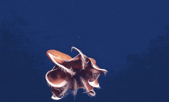Dumbo Octopus Gifs Get The Best Gif On Giphy