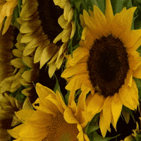 Pbs Nature Flower GIF by Nature on PBS