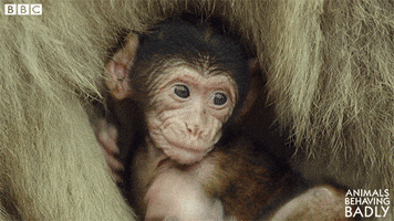 scratching barbary macaque GIF by BBC