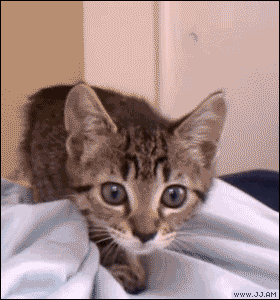 pounce