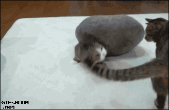giphy.gif