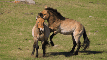 netflix horse GIF by Our Planet