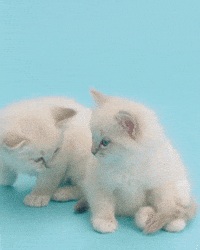 hang in there kitten gif