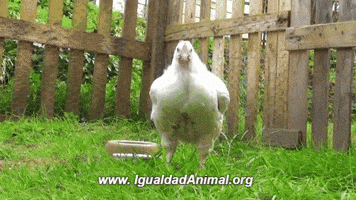 LaBlueGirl mexico vegan chicken vegano GIF