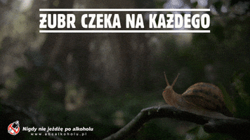 Kompania Piwowarska Los GIF by Zubr